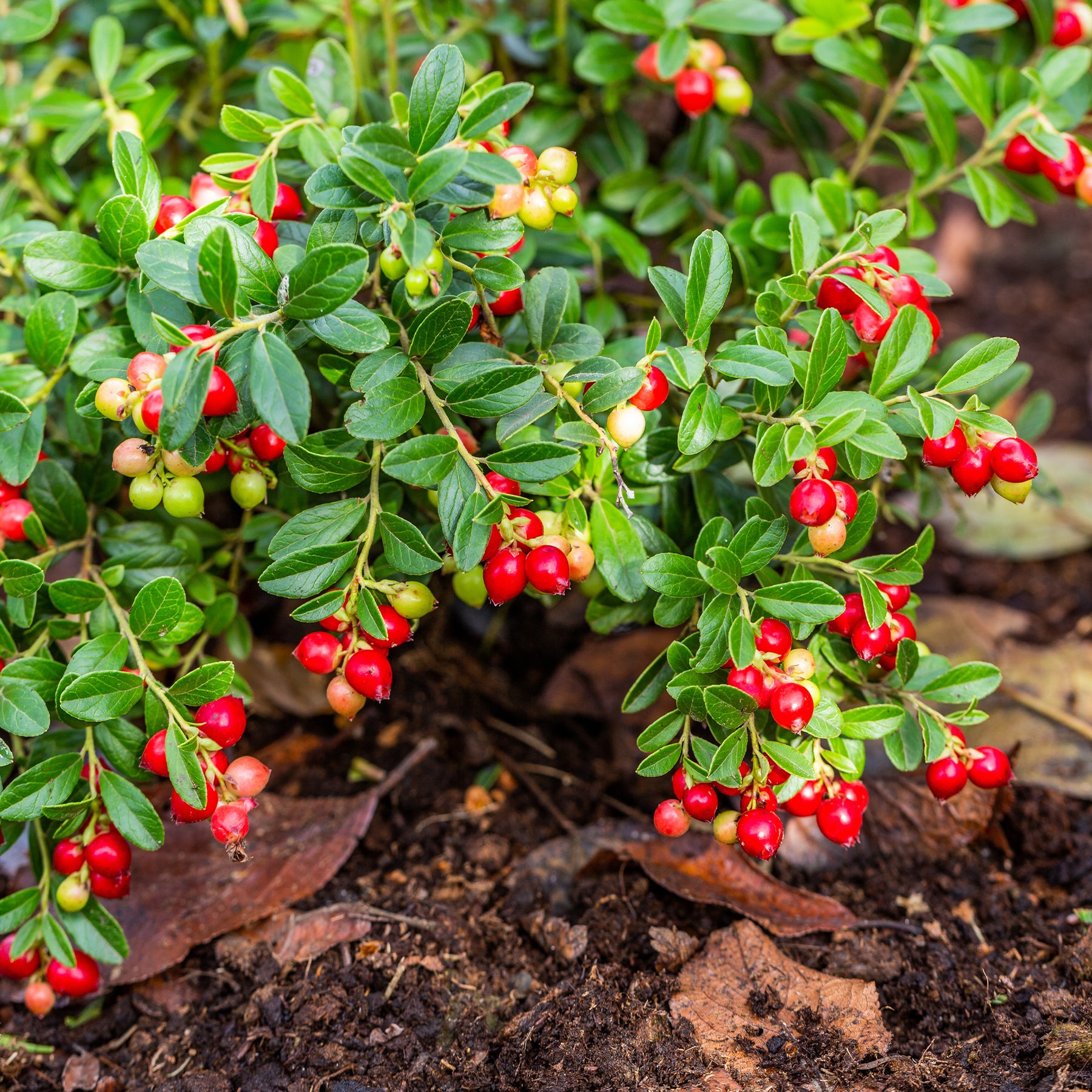 Veenbes (Cranberry) - Vaccinium macrocarpon - Willemse