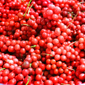 Andere fruitbomen en -struiken - Vijf-smaken-bes - Schisandra chinensis