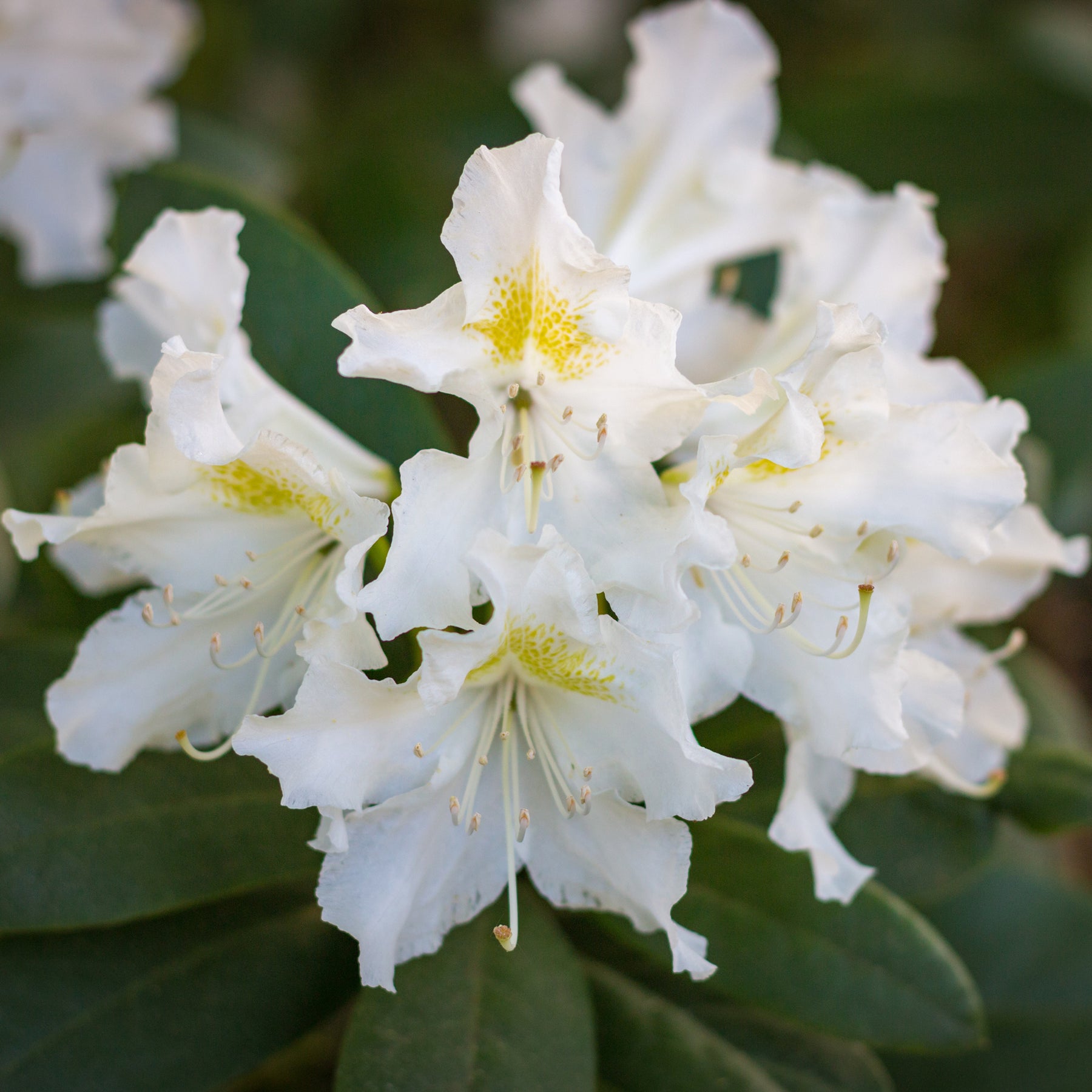Verkoop Rhododendron 'Cunningham's White' - Rhododendron Cunningham's White