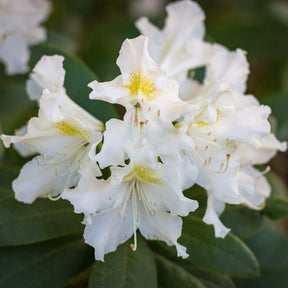 Verkoop Rhododendron 'Cunningham's White' - Rhododendron Cunningham's White