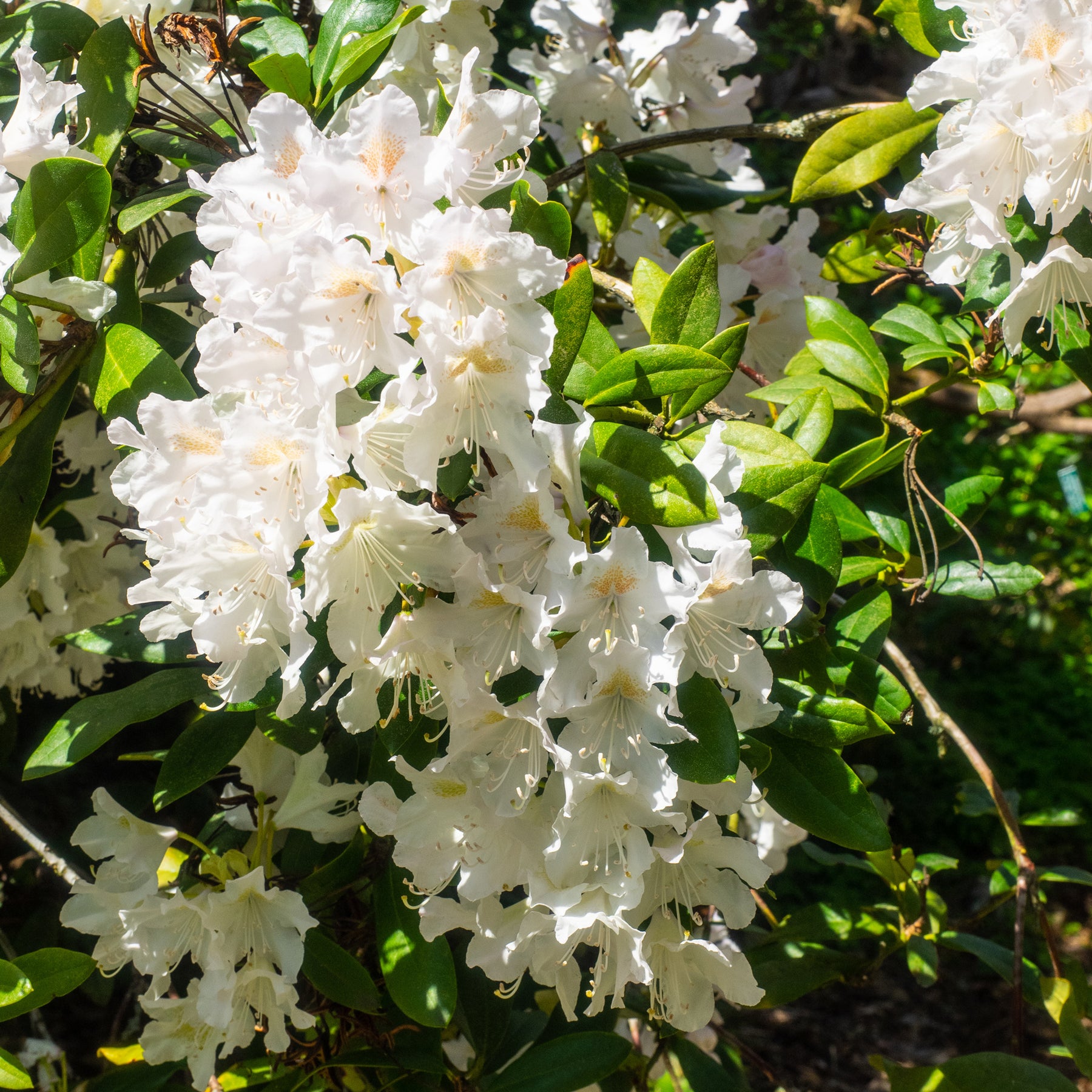 Rhododendron Cunningham's White - Rhododendron 'Cunningham's White' - Rhododendron