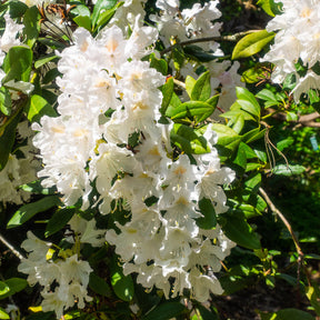 Rhododendron Cunningham's White - Rhododendron 'Cunningham's White' - Rhododendron