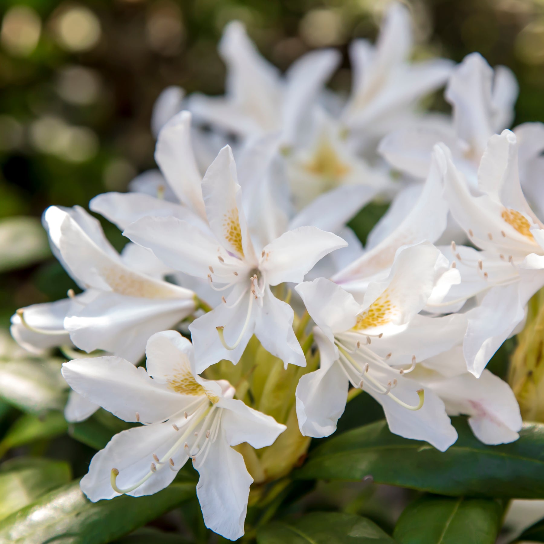 Rhododendron 'Cunningham's White' - Rhododendron Cunningham's White - Willemse