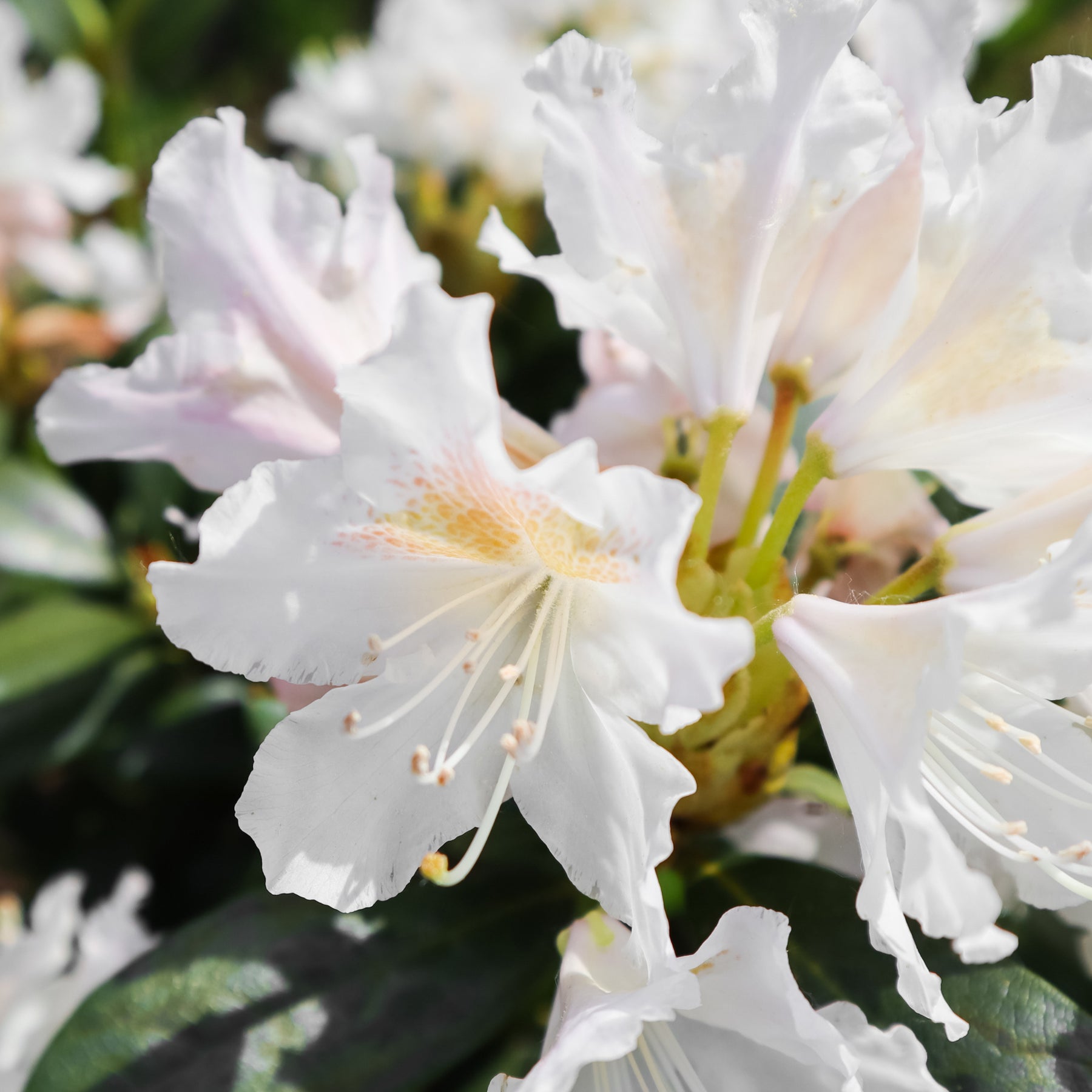 Rhododendron - Rhododendron 'Cunningham's White' - Rhododendron Cunningham's White