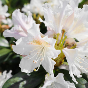 Rhododendron - Rhododendron 'Cunningham's White' - Rhododendron Cunningham's White