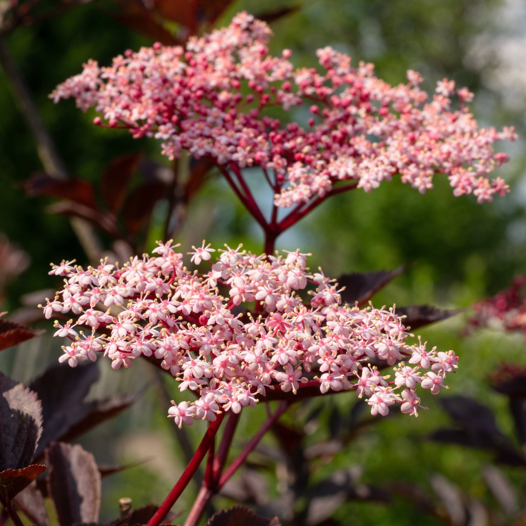 Vlier 'Thundercloud' - Sambucus nigra Thundercloud - Willemse
