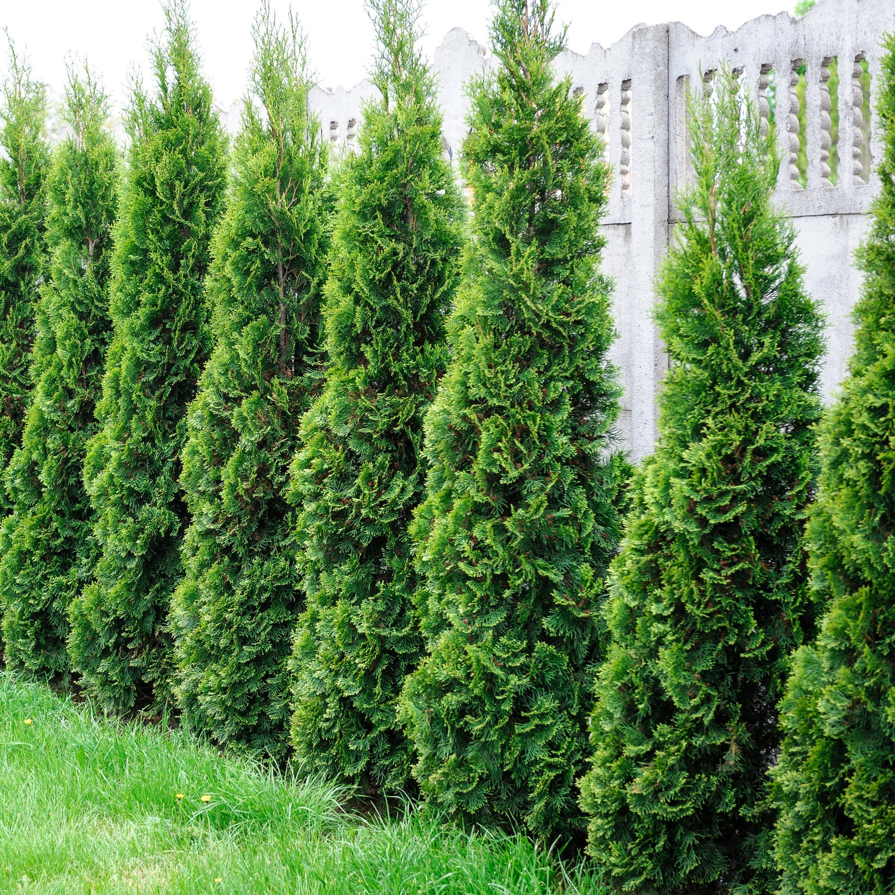 Wintergroene planten - Coniferen Mix - groenblijvend (x5) - Chamaecyparis Boulevard, Ellwoodii, Thuja Rheingold, Pinus Mugo, Juniperus Wiltonii