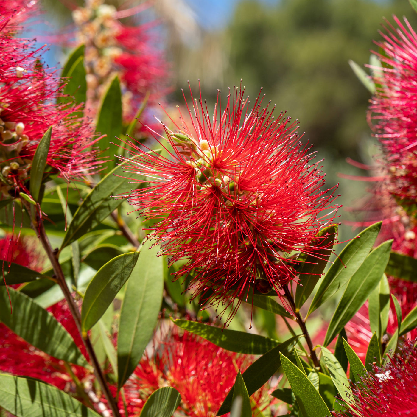 Lampepoetserplant - Callistemon laevis - Willemse