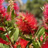 Lampepoetserplant - Callistemon laevis - Willemse