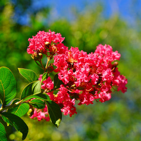 Indische sering - rood - Lagerstroemia indica Red Imperator - Willemse