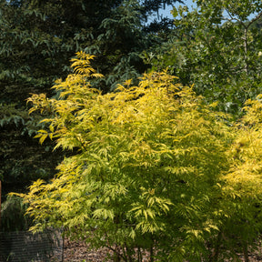 Trosvlier - Sambucus racemosa sutherland gold - Willemse