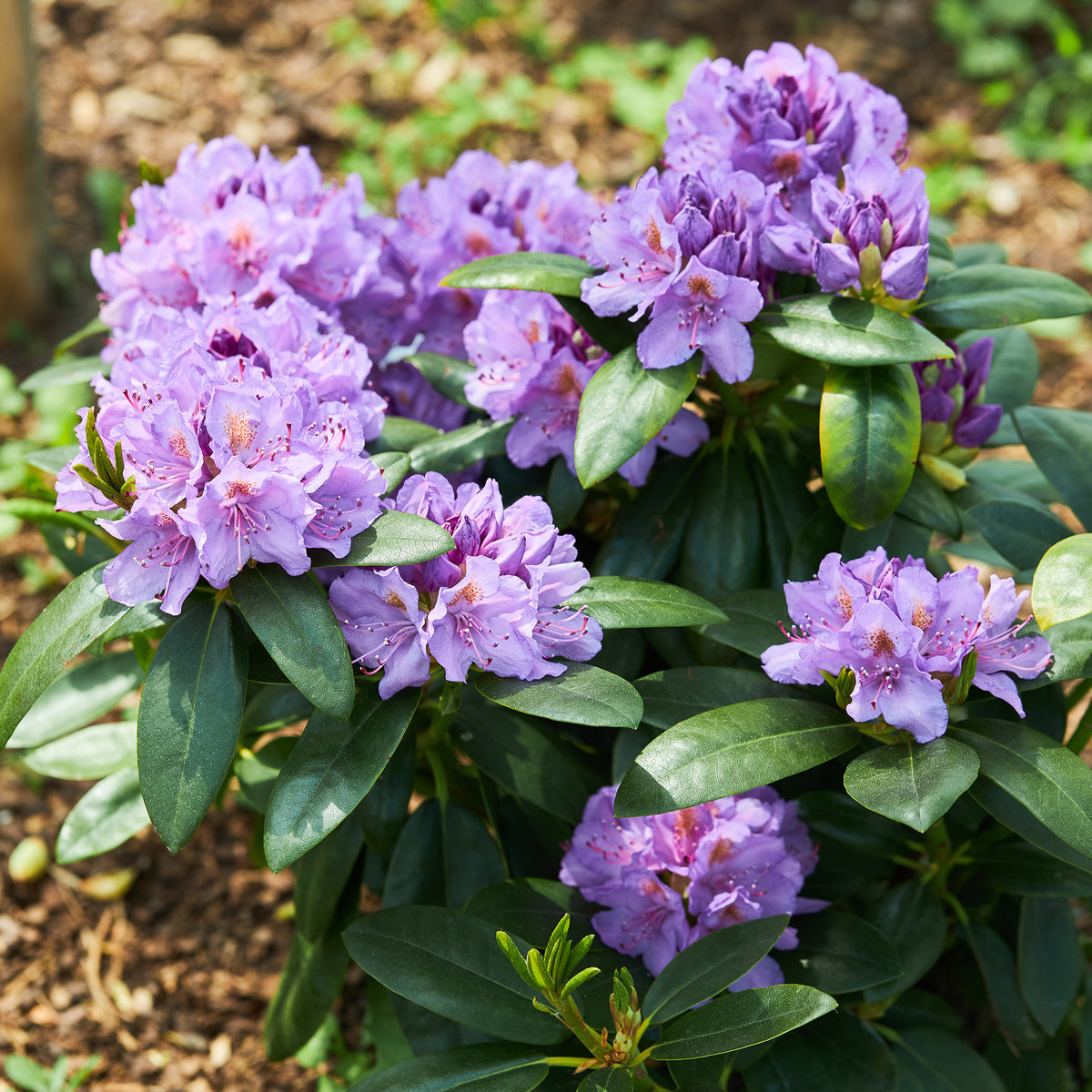 Rhododendron 'Winterhard' - Willemse