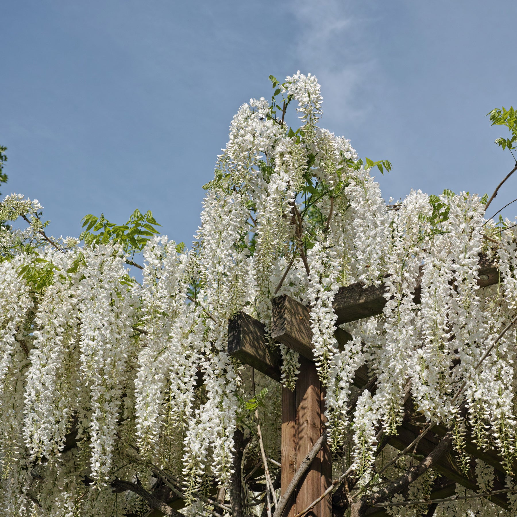 Wisteria - Witte regen 'Alba'- op stam - Wisteria sinensis alba