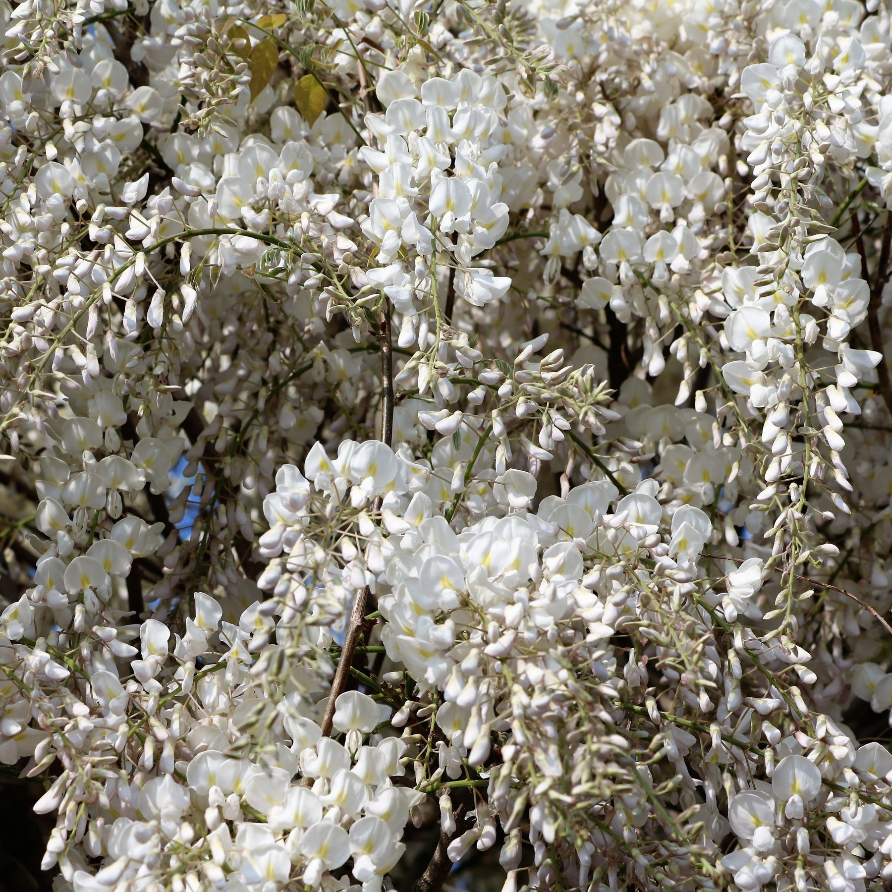 Wisteria sinensis alba - Witte regen 'Alba'- op stam - Wisteria
