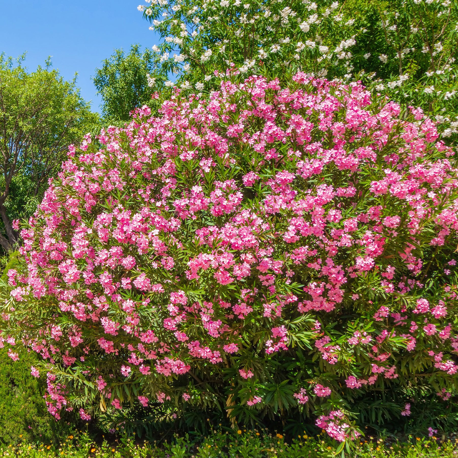 Nerium oleander - Oleander - Roze Laurier
