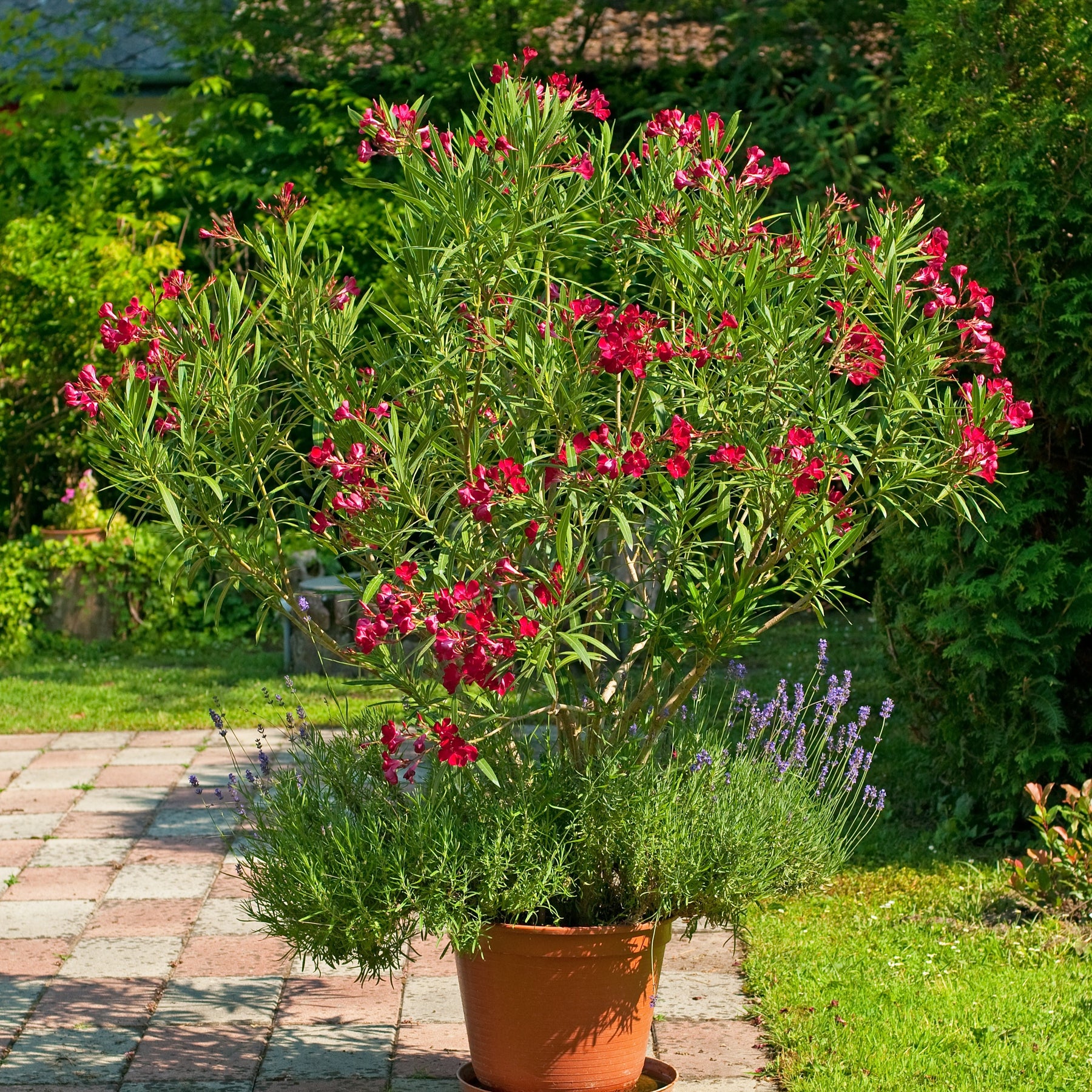 Oleander red - Willemse