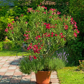 Oleander red - Willemse