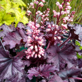 Purperklokje 'Cassis' - Heuchera - Willemse