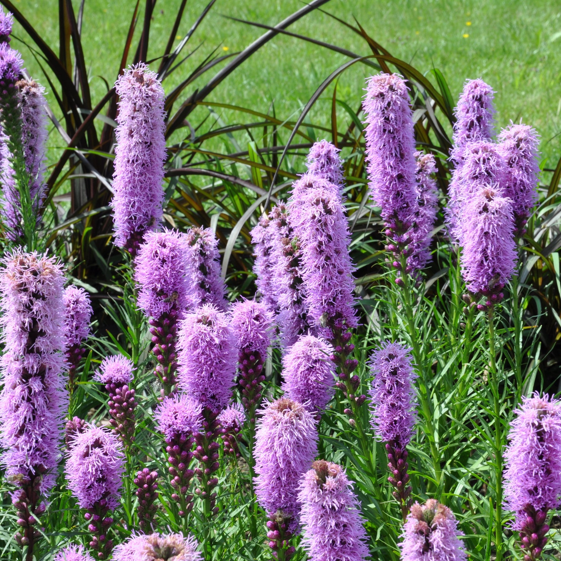 Vaste planten Mix - Vaste planten - Willemse