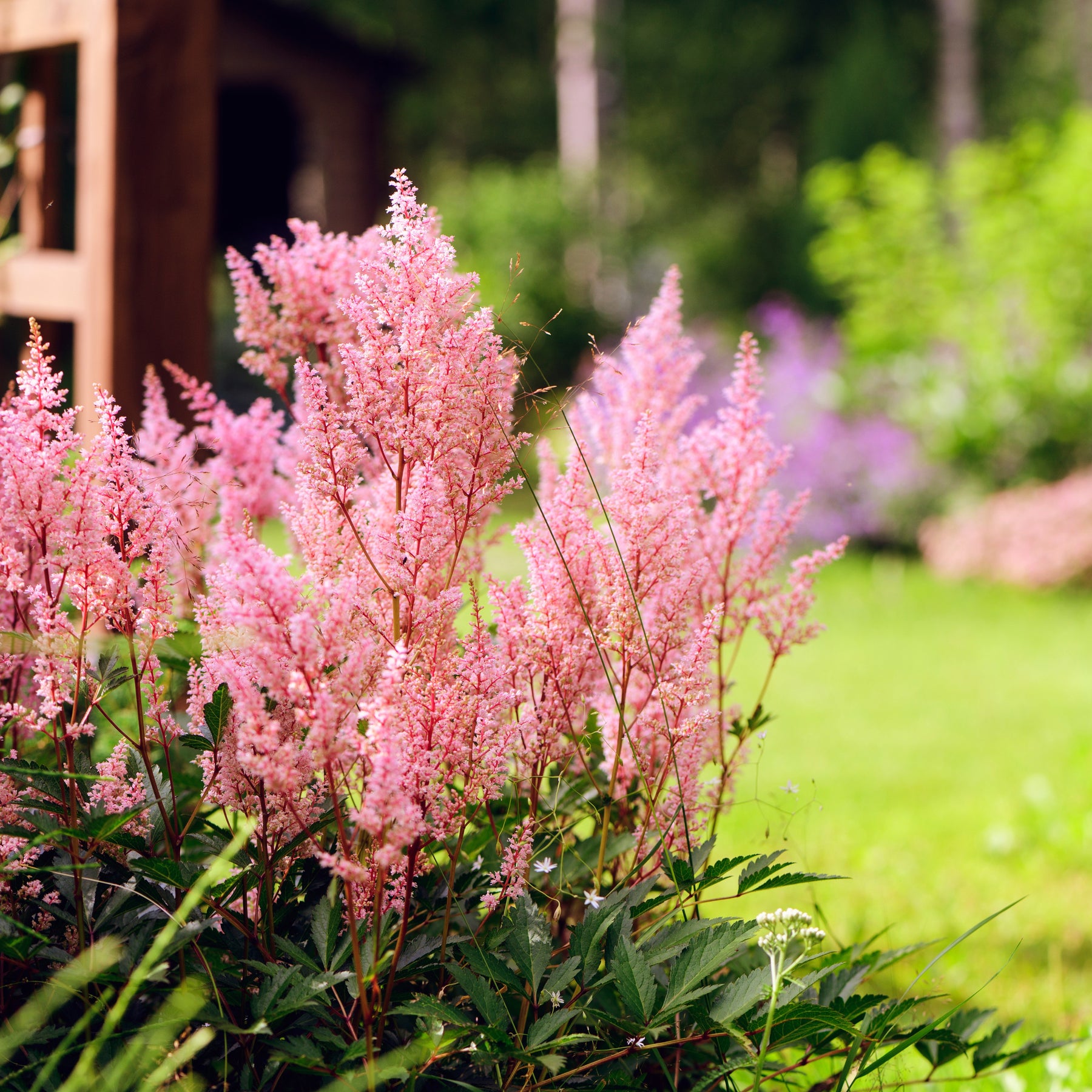 Verkoop Vaste planten - Vaste planten Mix