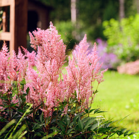 Verkoop Vaste planten - Vaste planten Mix