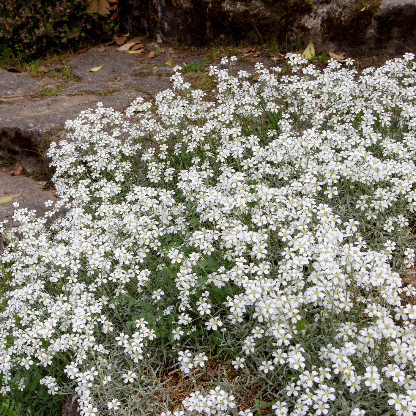 Viltige hoornbloem (x3) - Cerastium tomentosum - Willemse