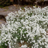 Viltige hoornbloem (x3) - Cerastium tomentosum - Willemse