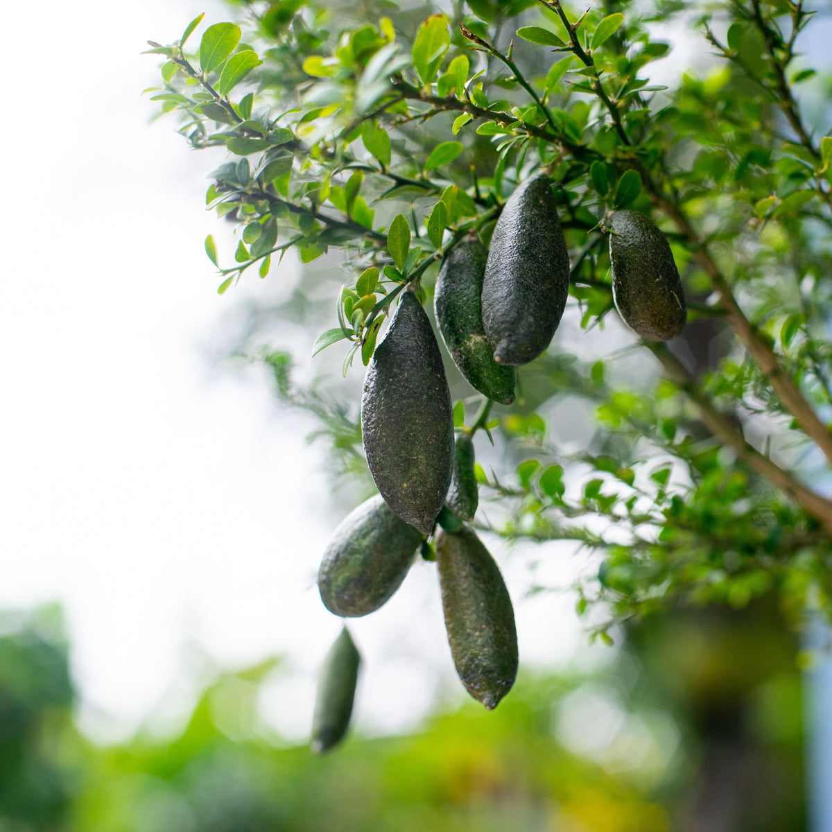 Citroenbomen - Vingerlimoen - Citrus australasica