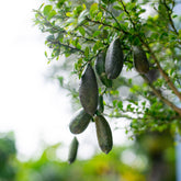 Citroenbomen - Vingerlimoen - Citrus australasica