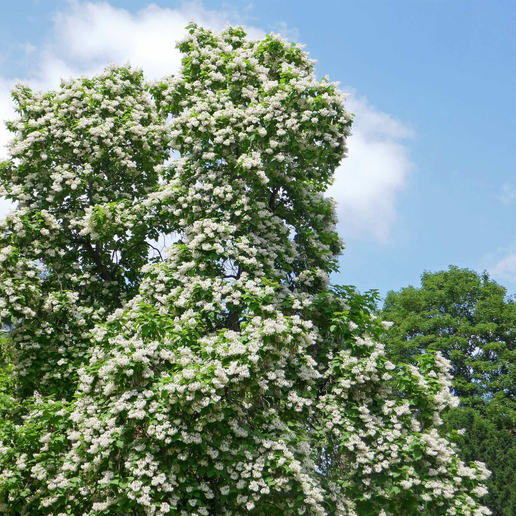 Catalpa - Catalpa bignonioides - Willemse
