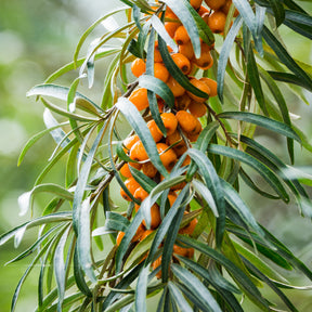 Andere fruitbomen en -struiken - Duindoorn - Hippophae rhamnoides