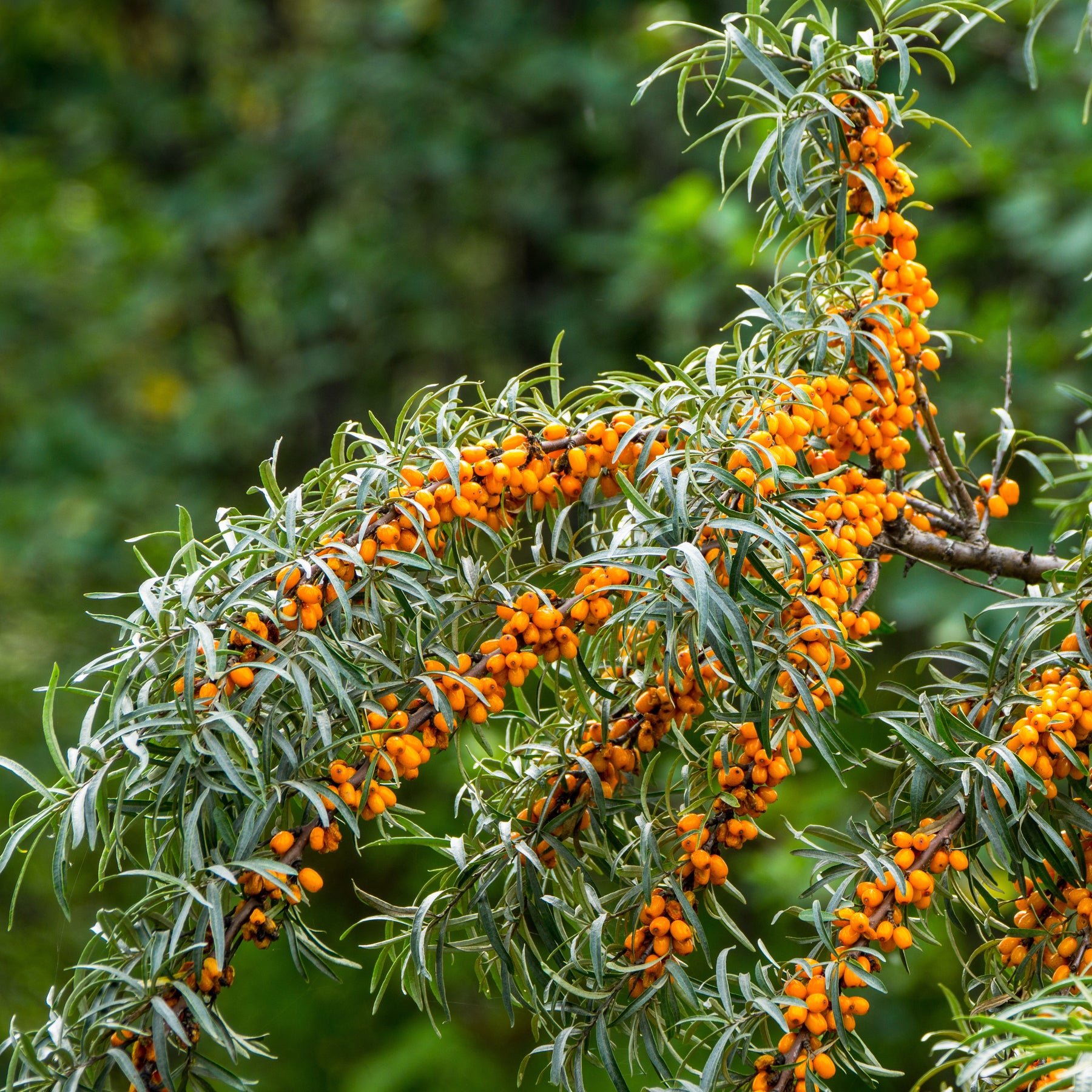 Hippophae rhamnoides - Duindoorn - Andere fruitbomen en -struiken