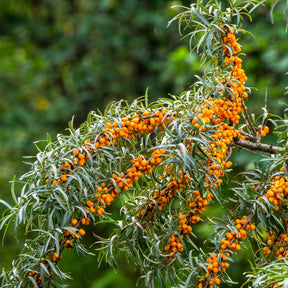 Hippophae rhamnoides - Duindoorn - Andere fruitbomen en -struiken