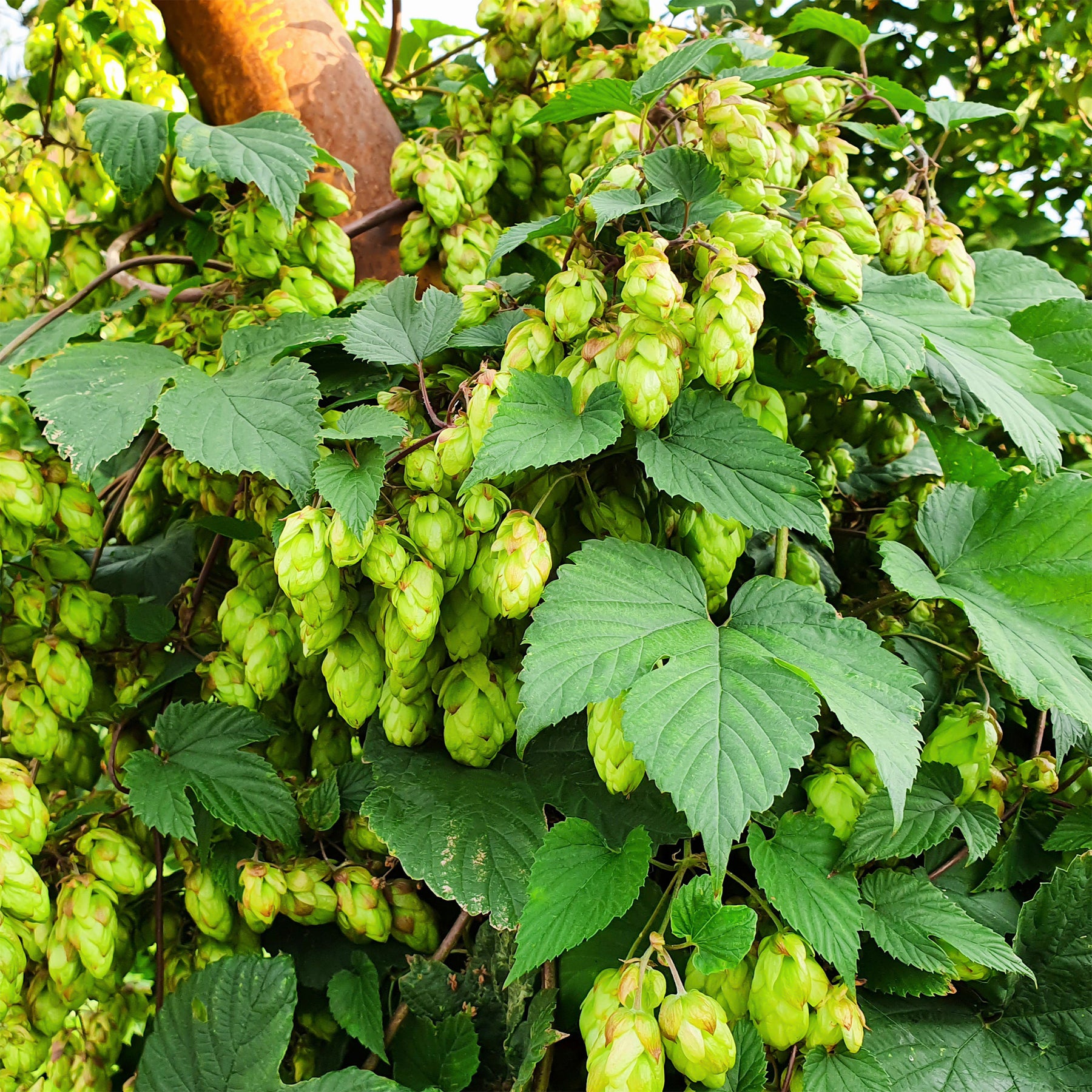 Hop - Humulus lupulus
