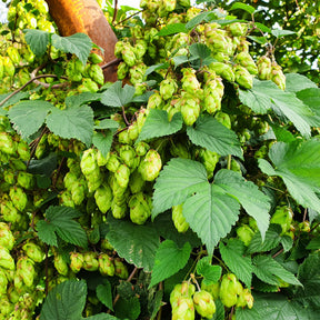 Hop - Humulus lupulus