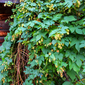 Humulus lupulus - Hop - Klimplanten