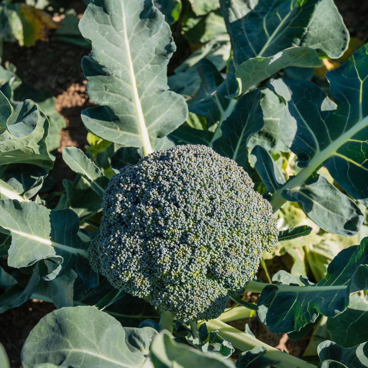 Broccoli 'Calabrese Natalino'