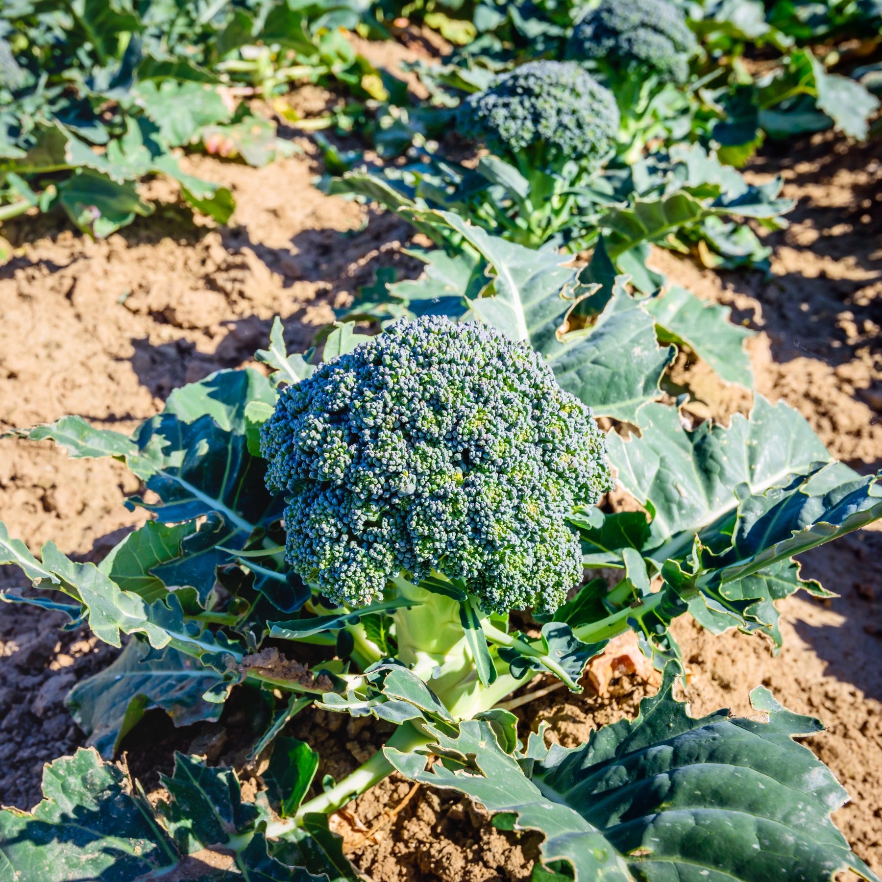 Broccoli 'Calabrese Natalino'