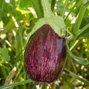 Solanum melongena - Aubergine - Aubergine 'Listada de Gandia' - Solanum melongena listada de gandia