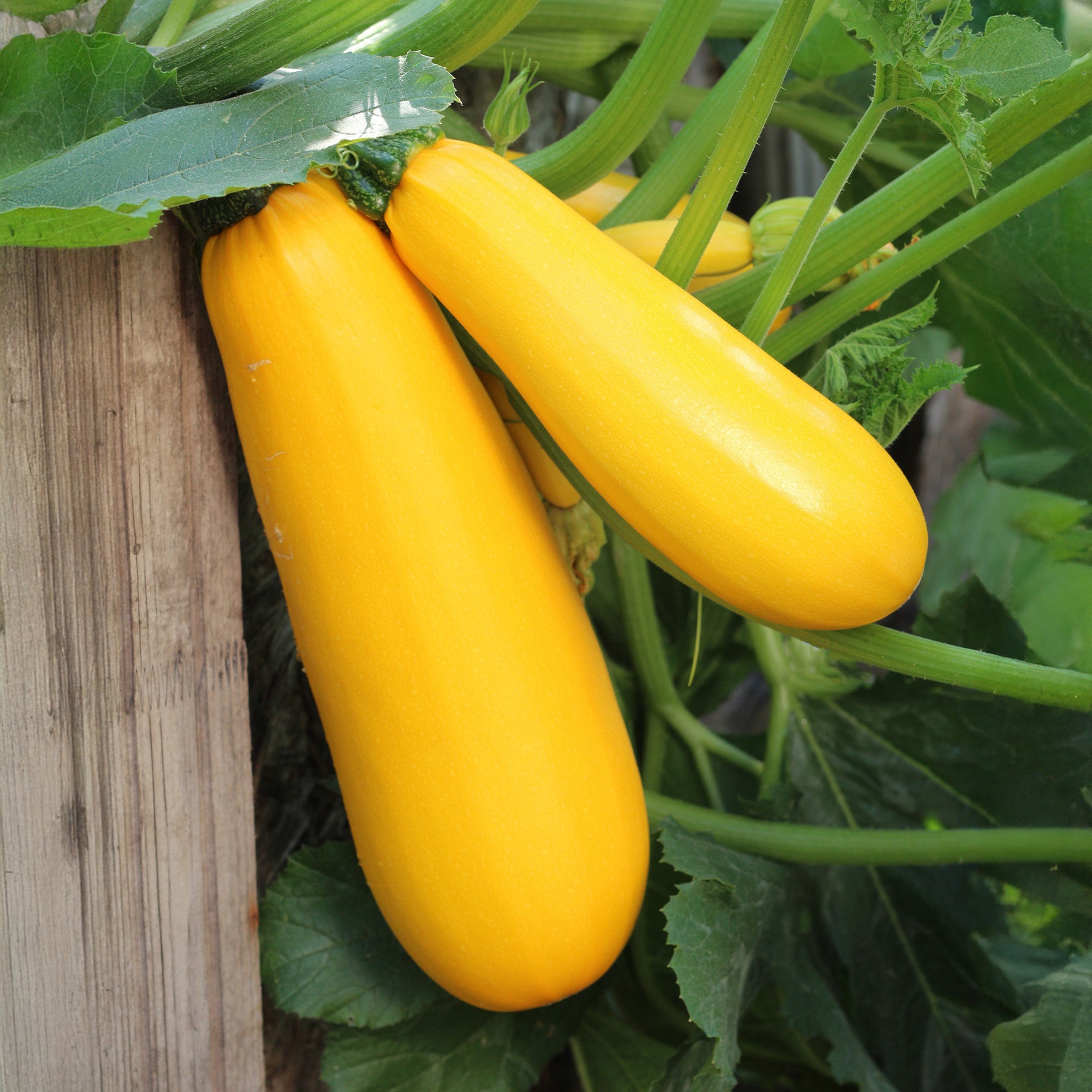 Cucurbita pepo soleil f1 - Courgette 'Soleil F1' - Courgettezaden