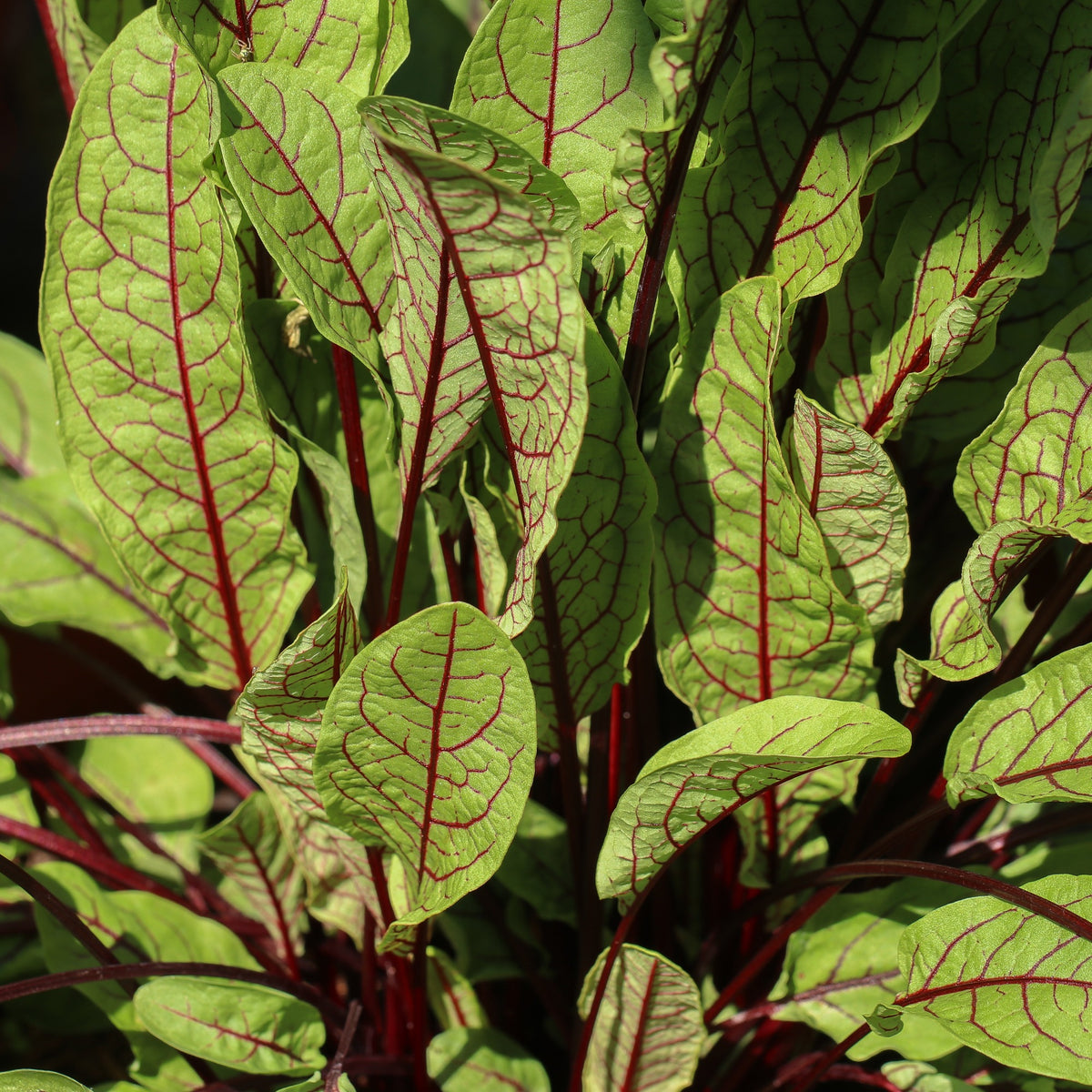 Bloedzuring 'Bloody Dock'