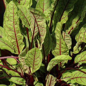 Bloedzuring 'Bloody Dock'