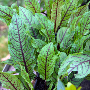 Bloedzuring 'Bloody Dock'