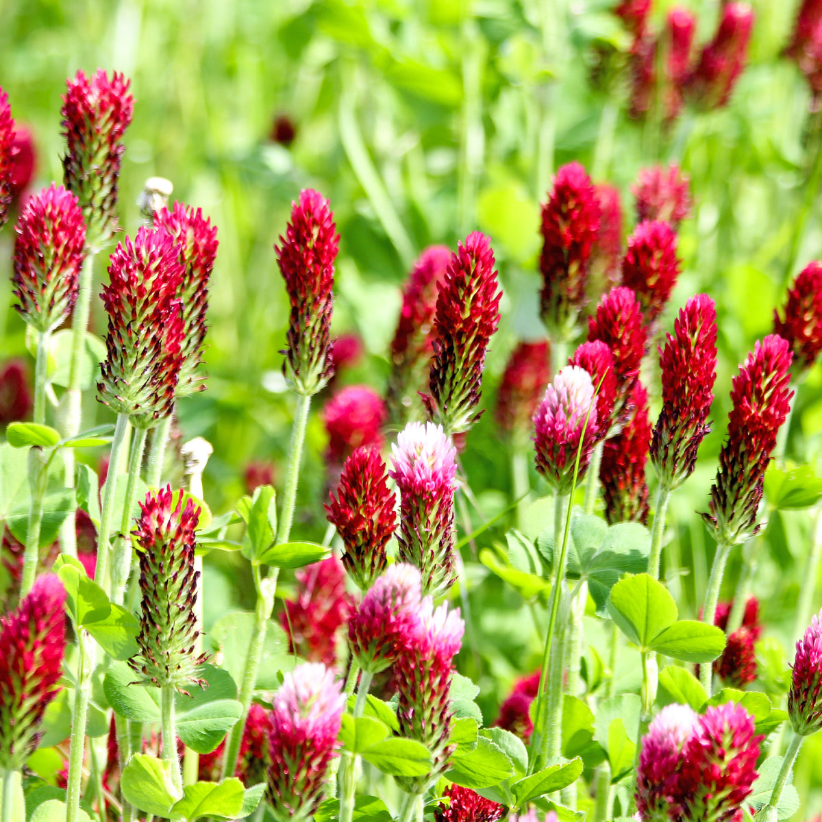 Trifolium incarnatum - Rode klaver - BIO - Eetbare bloemzaden
