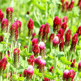 Trifolium incarnatum - Rode klaver - BIO - Eetbare bloemzaden