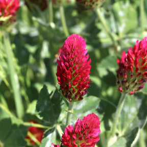 Rode klaver - BIO - Trifolium incarnatum - Willemse