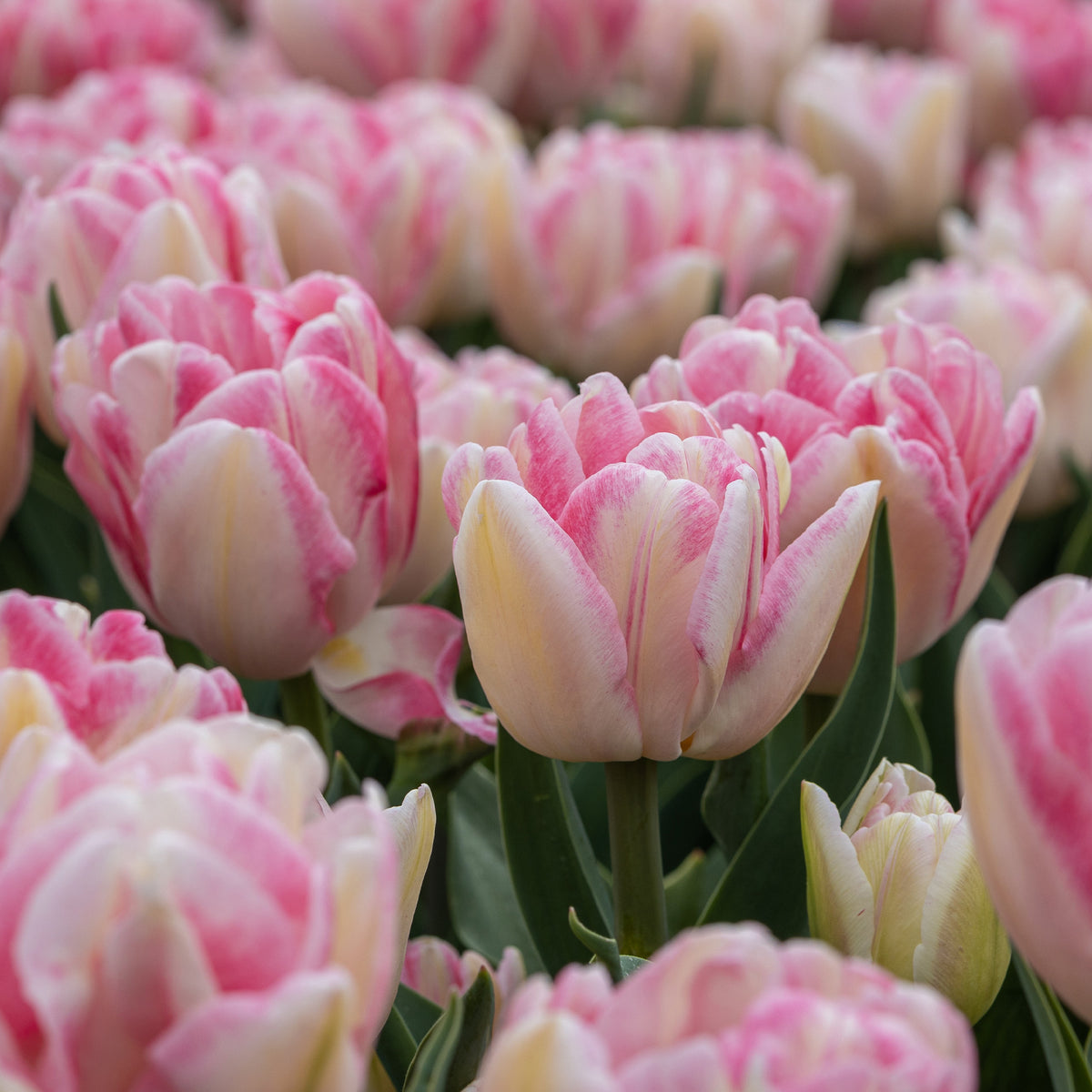 Dubbelbloemige tulp 'Foxtrot' (x10) - Willemse
