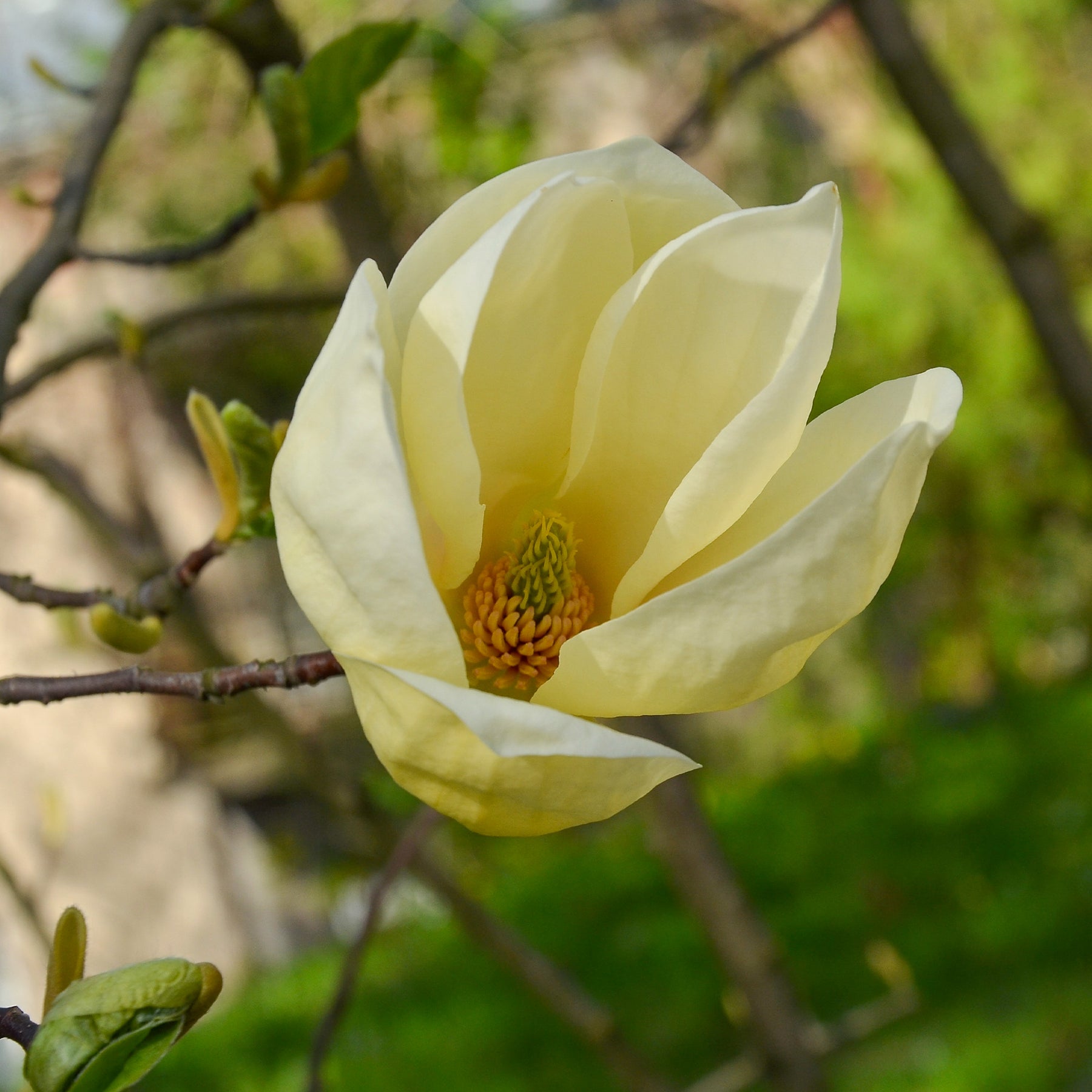 Verkoop Magnolia 'Yellow Lantern' - Magnolia Yellow Lantern