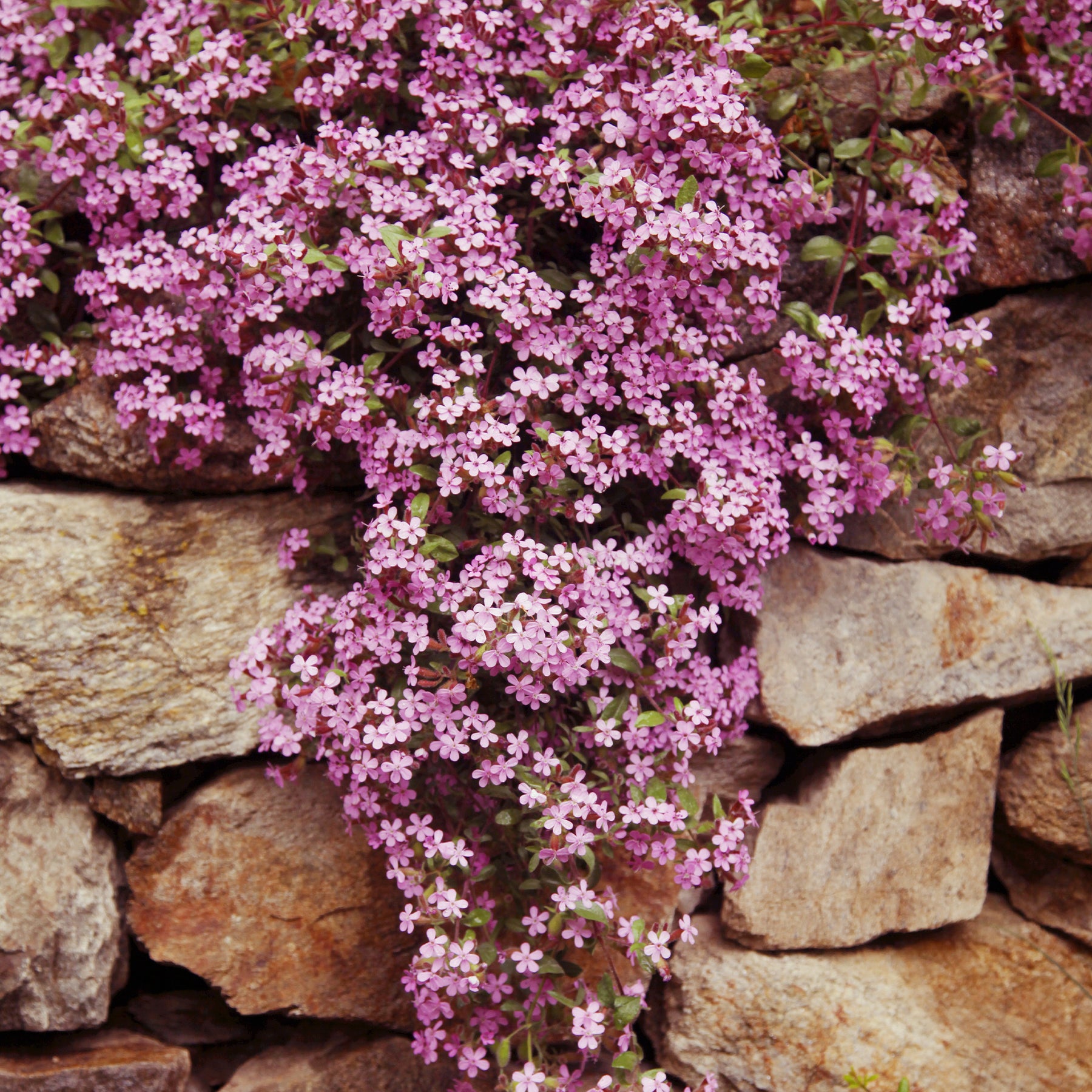 Bodembedekkers - Collectie kruipende en bodembedekkende vaste planten (x13) - Saponaria ocymoïdes, Cerastium tomentosum, Campanula poscharskyana