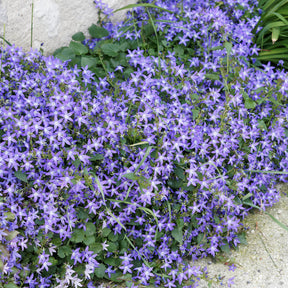 Collectie kruipende en bodembedekkende vaste planten (x13) - Saponaria ocymoïdes, Cerastium tomentosum, Campanula poscharskyana - Willemse